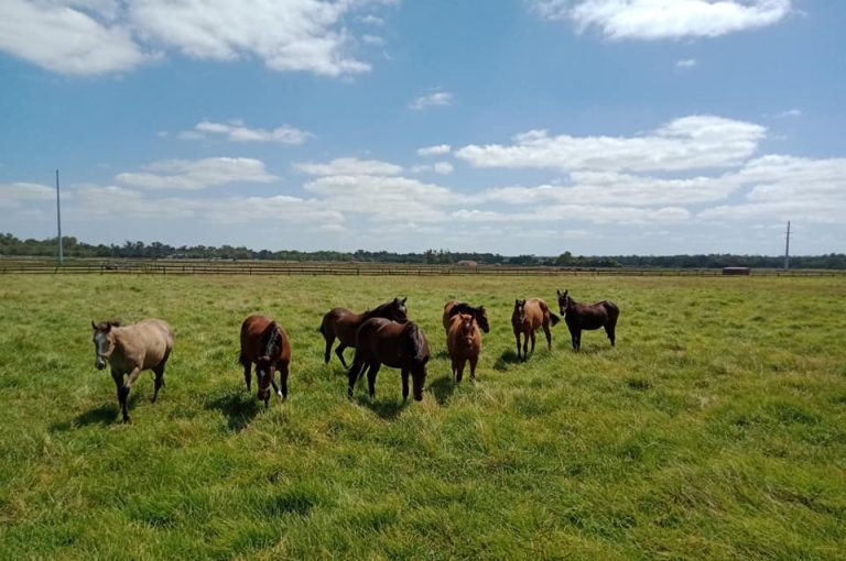 16 Jan yearlings