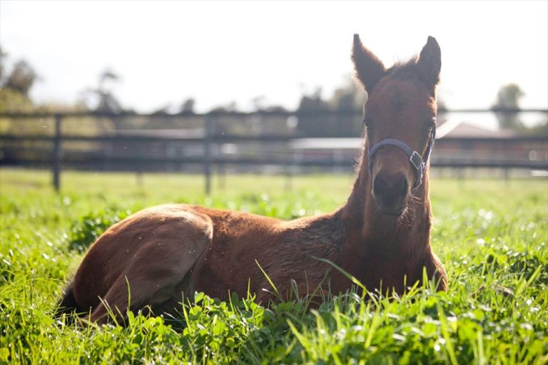 2021 foal