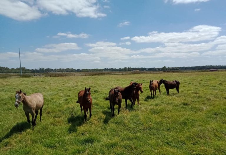 220116 yearlings