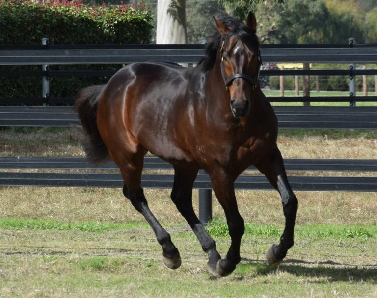 Manhattan Rain paddock_2