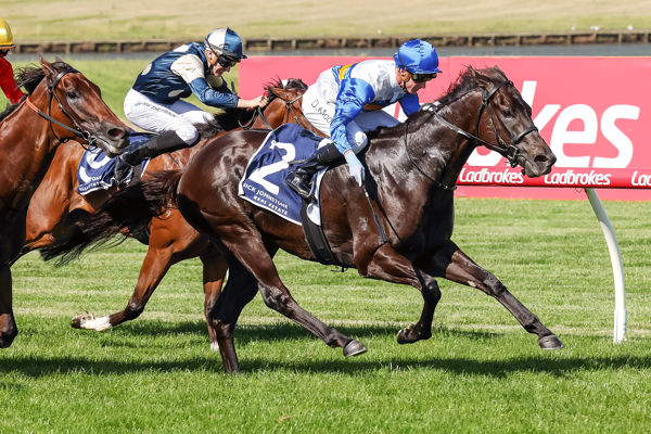 Jigsaw Xmas Stakes
